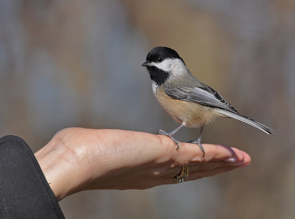 A chickadee perched on an outstretched human hand